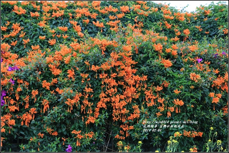 富興社區炮仗花隧道-2017-02-10.jpg