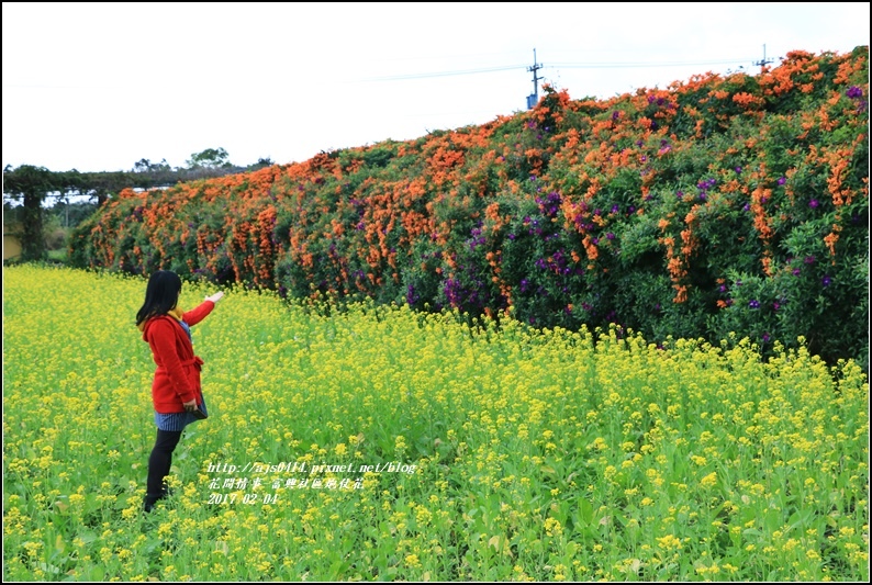 富興社區炮仗花隧道-2017-02-13.jpg