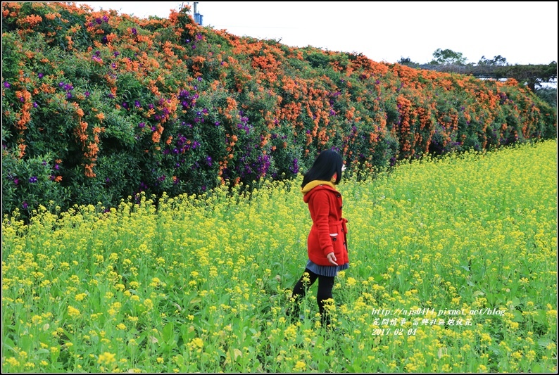 富興社區炮仗花隧道-2017-02-14.jpg