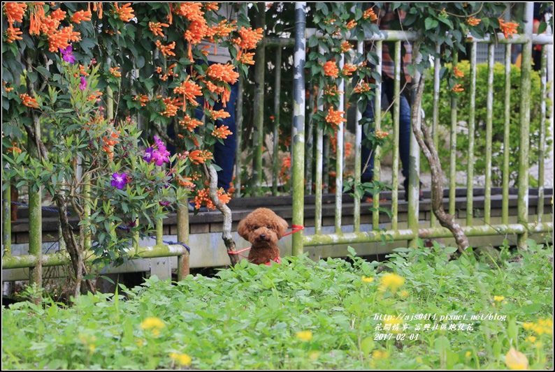 富興社區炮仗花隧道-2017-02-15.jpg