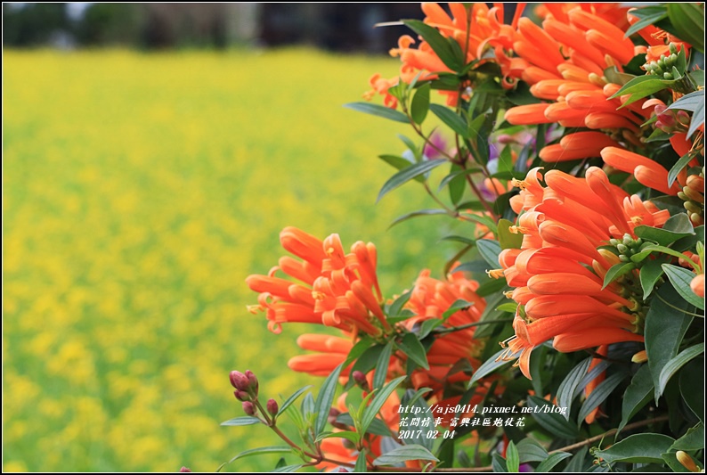 富興社區炮仗花隧道-2017-02-16.jpg