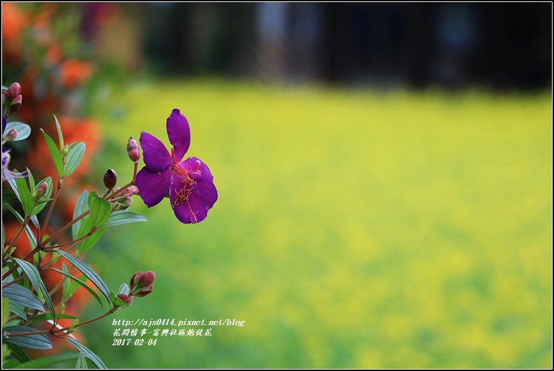 富興社區炮仗花隧道-2017-02-17.jpg