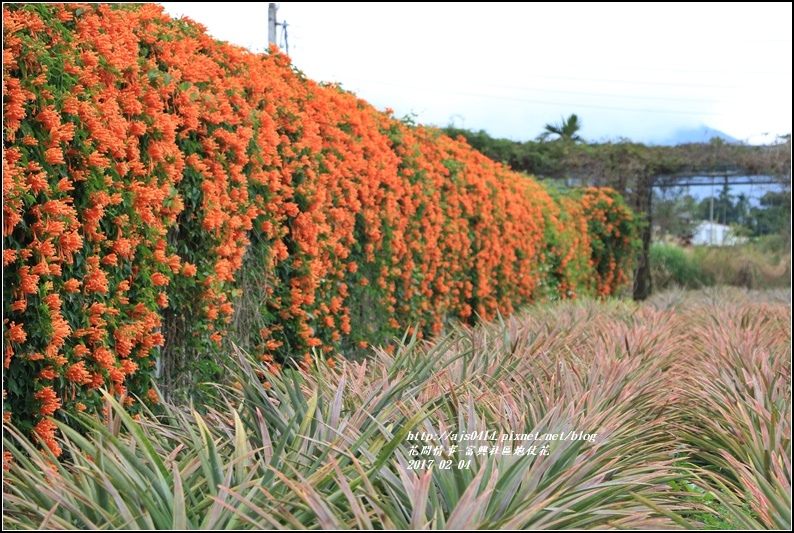 富興社區炮仗花隧道-2017-02-23.jpg