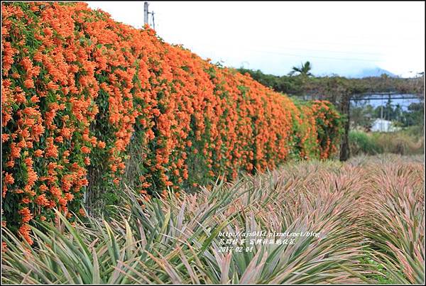 富興社區炮仗花隧道-2017-02-23.jpg