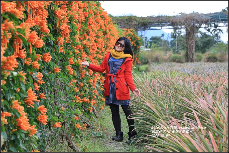 富興社區炮仗花隧道-2017-02-25.jpg