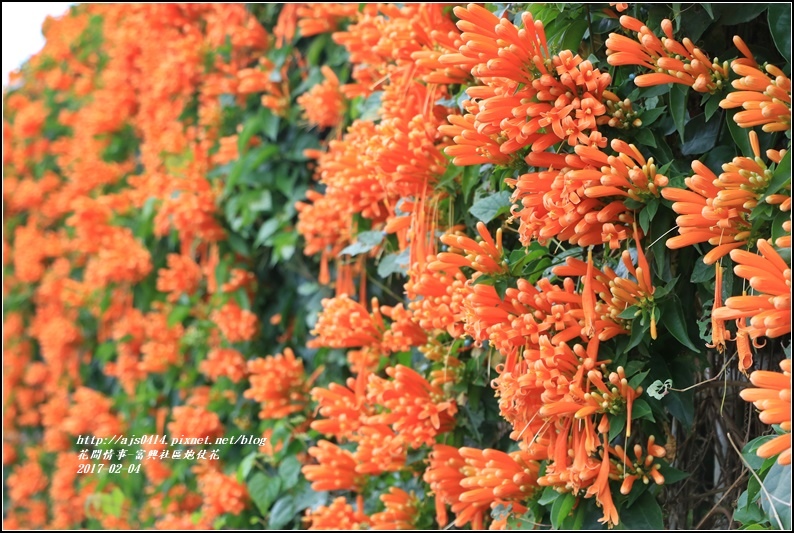 富興社區炮仗花隧道-2017-02-26.jpg