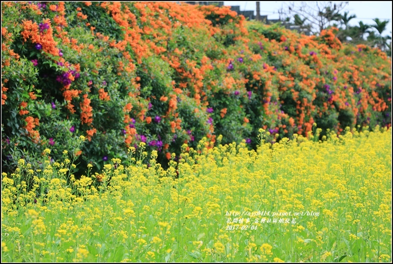 富興社區炮仗花隧道-2017-02-31.jpg