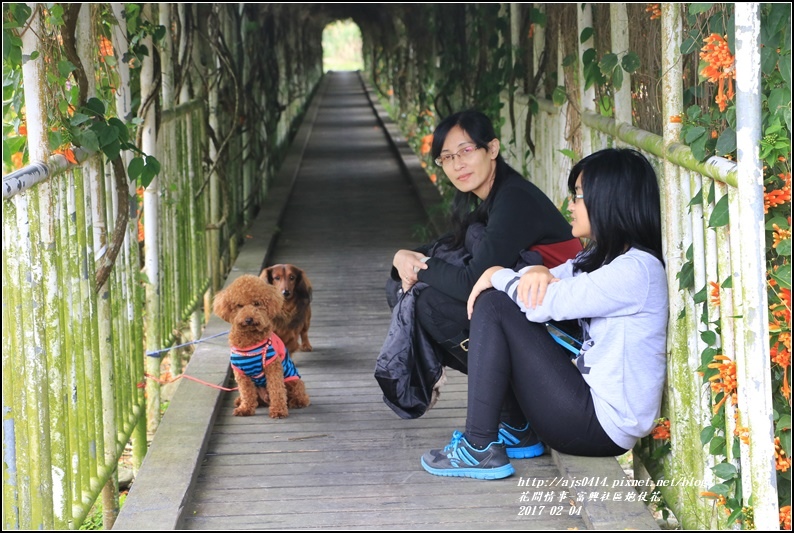 富興社區炮仗花隧道-2017-02-34.jpg