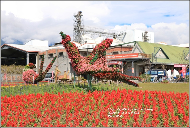 池上四季花海-2017-02-16.jpg