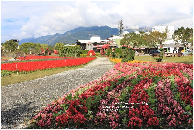 池上四季花海-2017-02-21.jpg