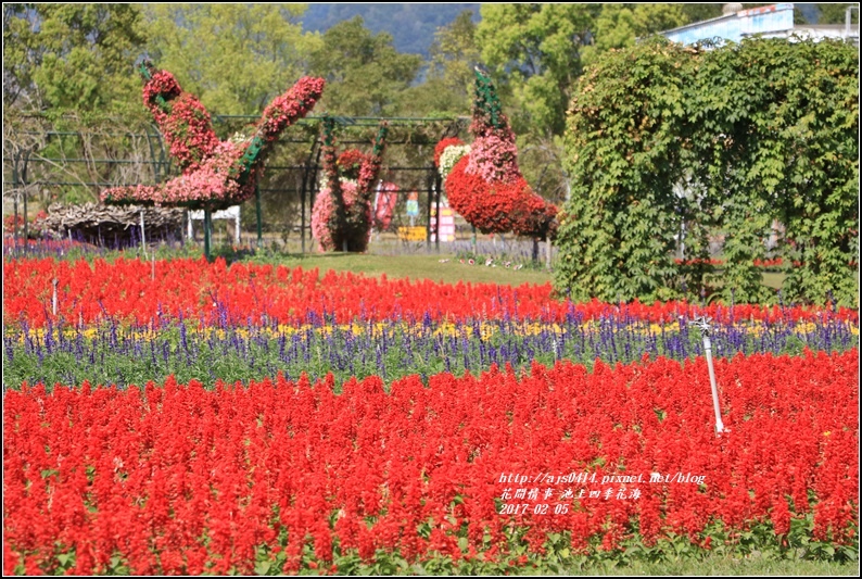 池上四季花海-2017-02-22.jpg