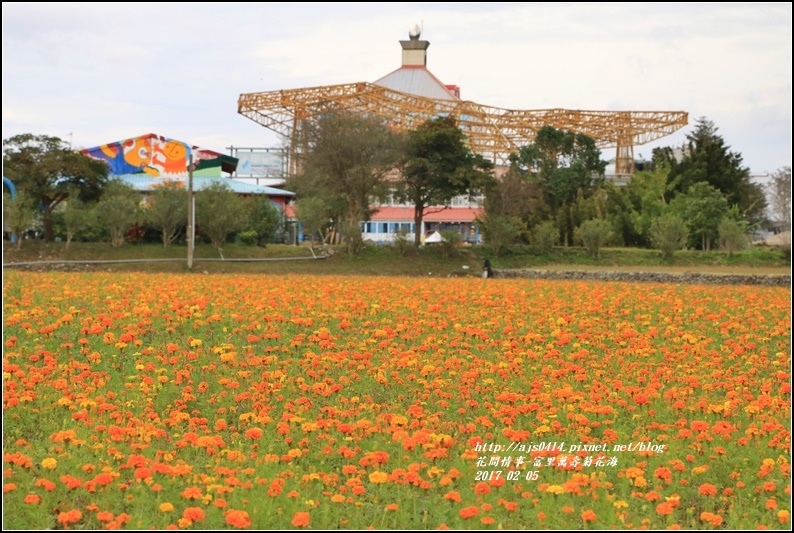 富里萬壽菊花海-2017-02-01.jpg