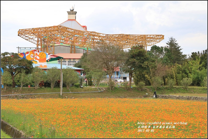 富里萬壽菊花海-2017-02-02.jpg 富里萬壽菊花海-2017-02-02.jpg