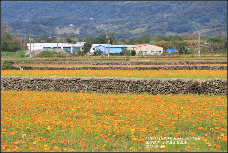 富里萬壽菊花海-2017-02-03.jpg 富里萬壽菊花海-2017-02-03.jpg