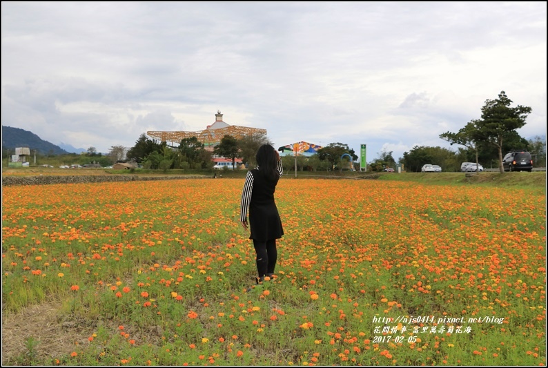 富里萬壽菊花海-2017-02-05.jpg 富里萬壽菊花海-2017-02-05.jpg