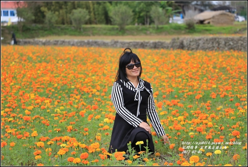 富里萬壽菊花海-2017-02-06.jpg