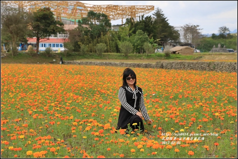 富里萬壽菊花海-2017-02-07.jpg 富里萬壽菊花海-2017-02-07.jpg