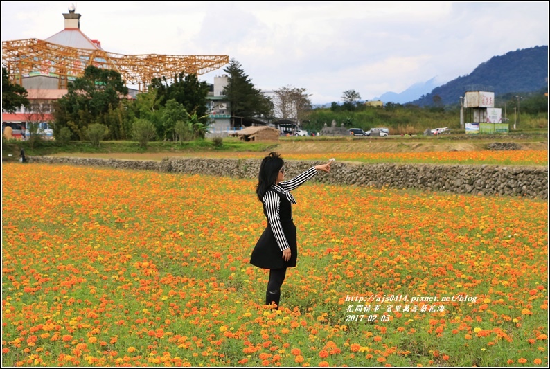 富里萬壽菊花海-2017-02-08.jpg