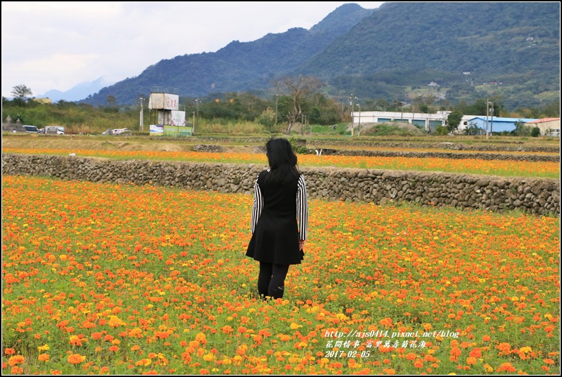 富里萬壽菊花海-2017-02-09.jpg 富里萬壽菊花海-2017-02-09.jpg