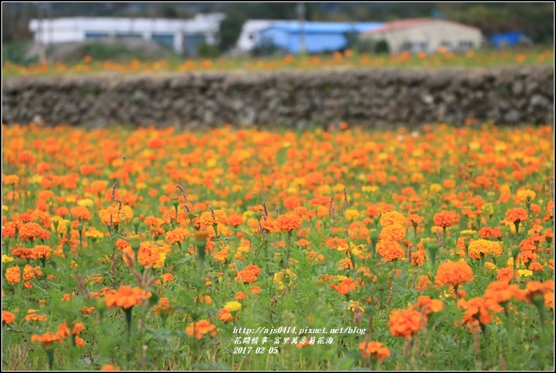 富里萬壽菊花海-2017-02-11.jpg 富里萬壽菊花海-2017-02-11.jpg