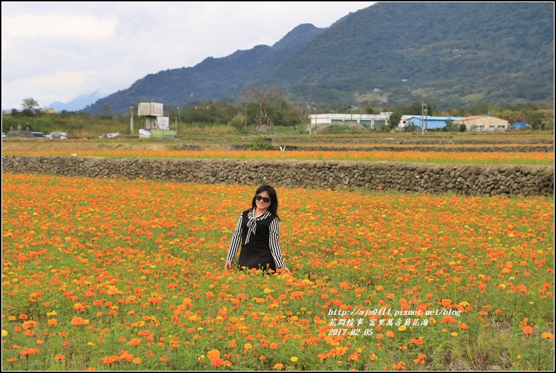 富里萬壽菊花海-2017-02-10.jpg 富里萬壽菊花海-2017-02-10.jpg
