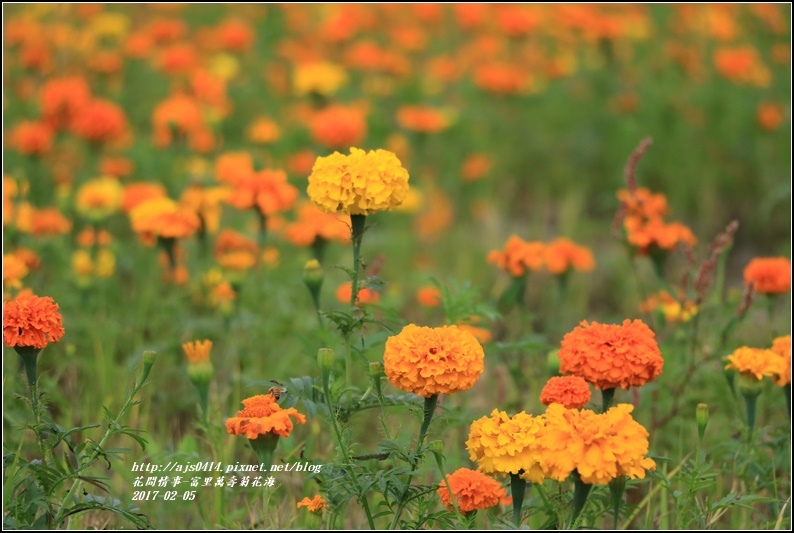 富里萬壽菊花海-2017-02-13.jpg