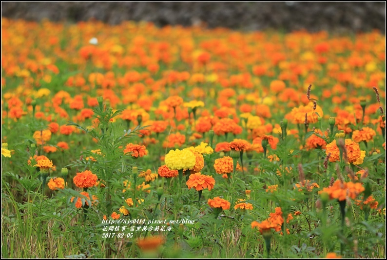 富里萬壽菊花海-2017-02-12.jpg