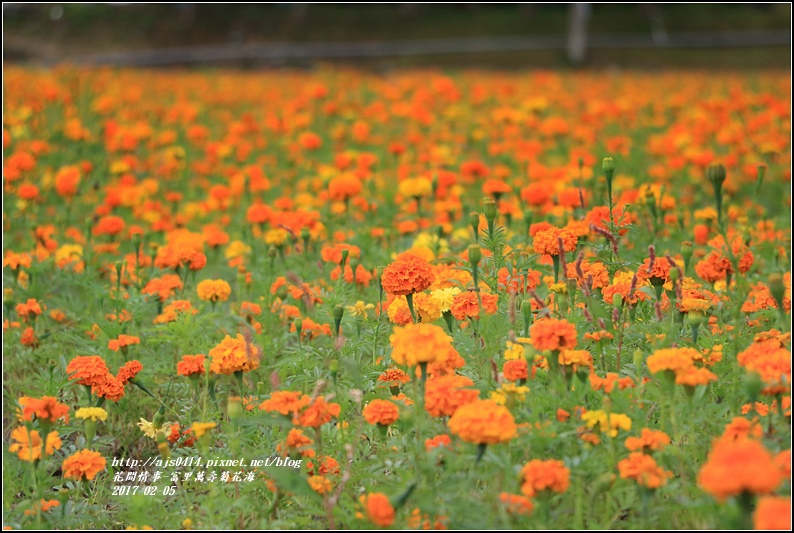 富里萬壽菊花海-2017-02-14.jpg