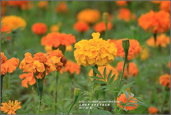 富里萬壽菊花海-2017-02-15.jpg