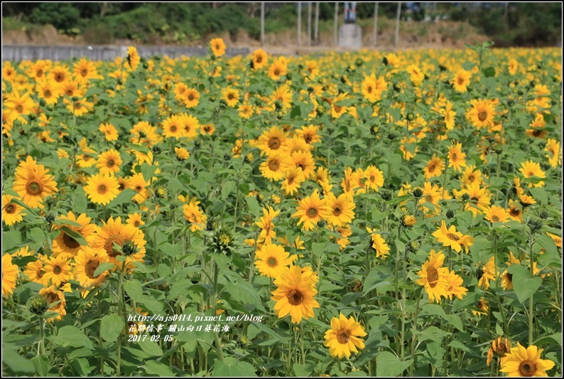 關山向日葵花海-2017-02-02.jpg 關山向日葵花海-2017-02-02.jpg