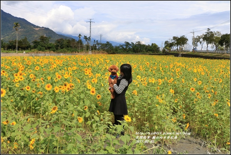 關山向日葵花海-2017-02-03.jpg 關山向日葵花海-2017-02-03.jpg