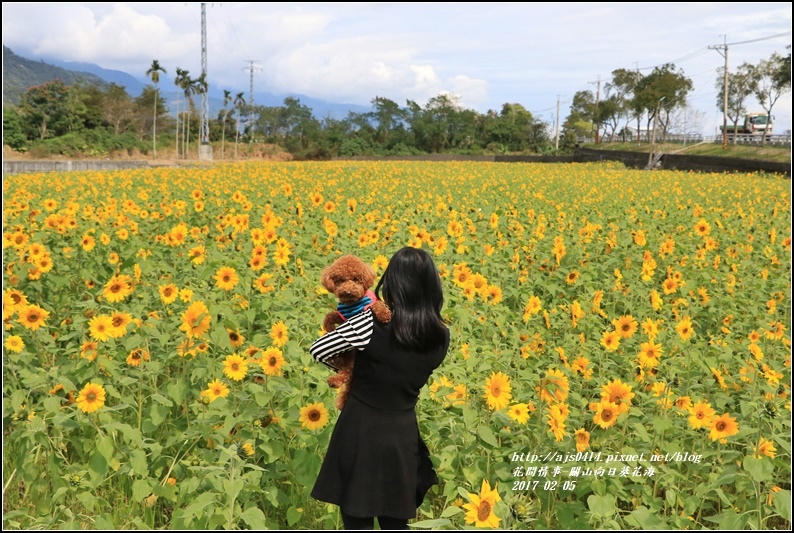 關山向日葵花海-2017-02-04.jpg 關山向日葵花海-2017-02-04.jpg