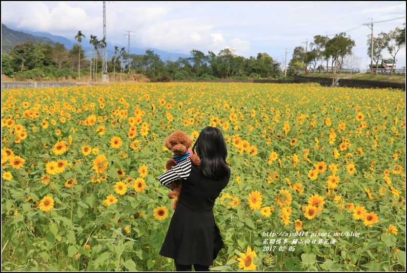 關山向日葵花海-2017-02-04.jpg