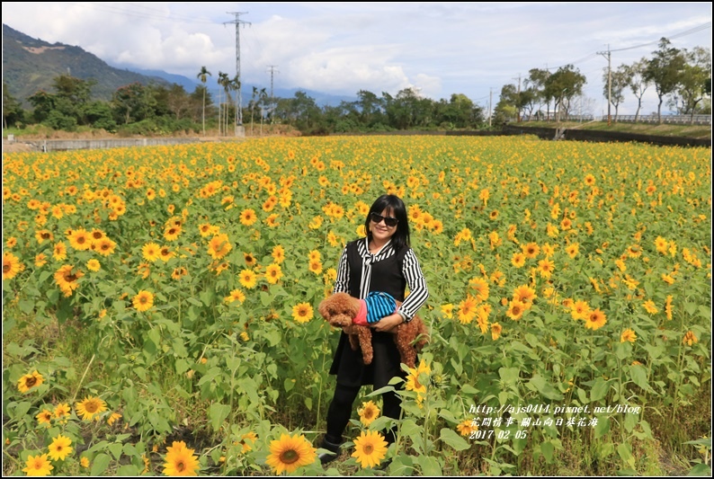 關山向日葵花海-2017-02-05.jpg 關山向日葵花海-2017-02-05.jpg