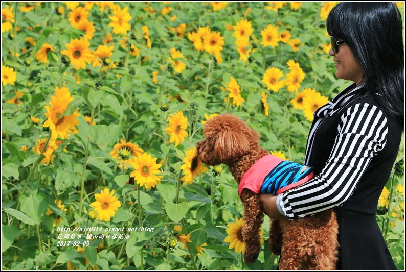 關山向日葵花海-2017-02-06.jpg 關山向日葵花海-2017-02-06.jpg