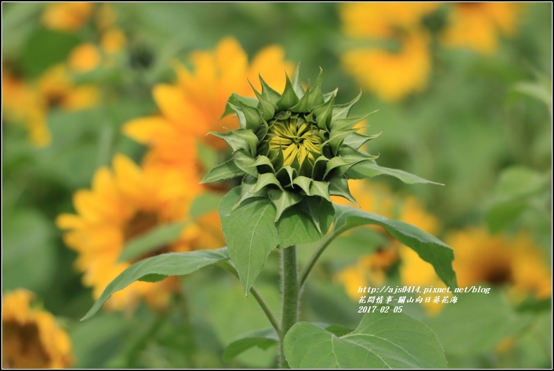 關山向日葵花海-2017-02-08.jpg