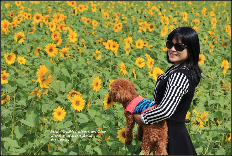 關山向日葵花海-2017-02-07.jpg 關山向日葵花海-2017-02-07.jpg