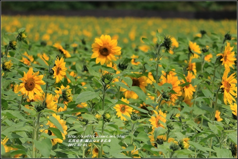 關山向日葵花海-2017-02-09.jpg 關山向日葵花海-2017-02-09.jpg