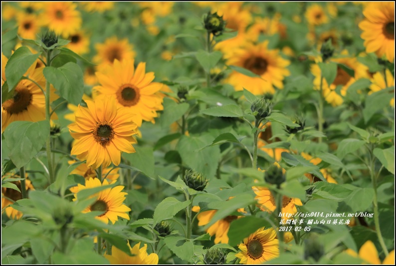 關山向日葵花海-2017-02-10.jpg 關山向日葵花海-2017-02-10.jpg