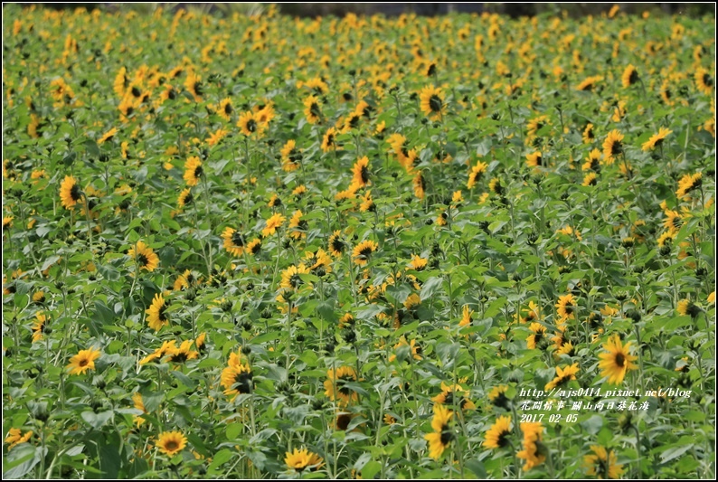 關山向日葵花海-2017-02-11.jpg 關山向日葵花海-2017-02-11.jpg