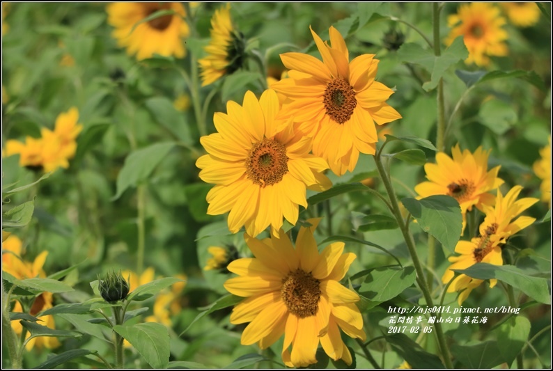 關山向日葵花海-2017-02-12.jpg 關山向日葵花海-2017-02-12.jpg