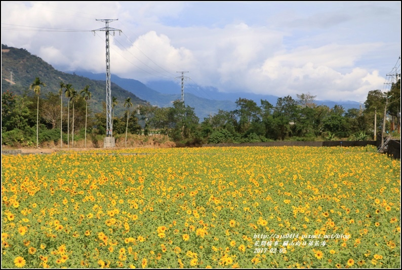 關山向日葵花海-2017-02-13.jpg 關山向日葵花海-2017-02-13.jpg