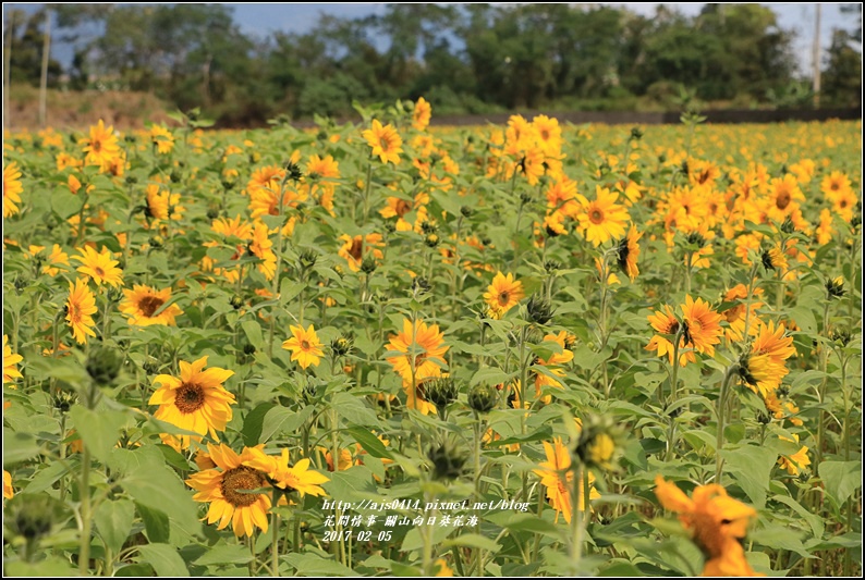 關山向日葵花海-2017-02-14.jpg 關山向日葵花海-2017-02-14.jpg