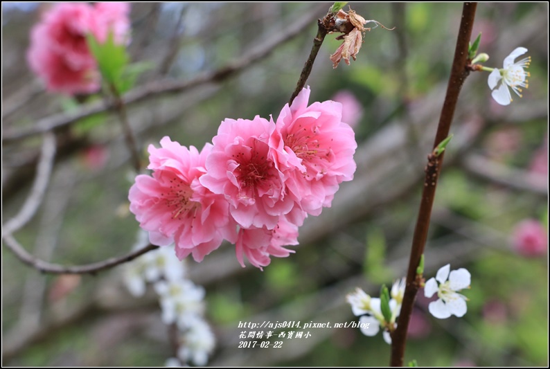 西寶國小-2017-02-07.jpg