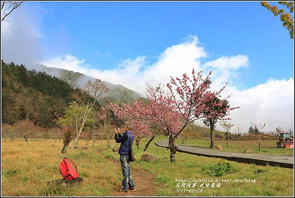 武陵農場巡櫻-2017-02-10.jpg