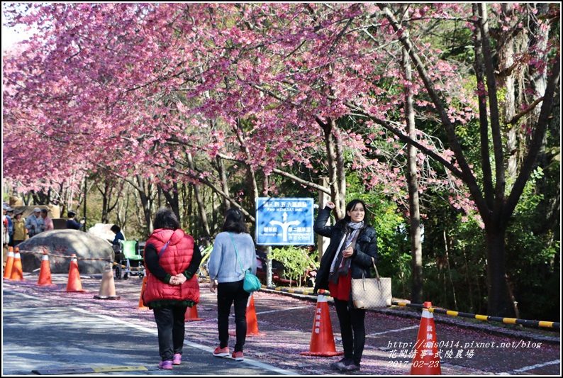 武陵農場巡櫻-2017-02-25.jpg