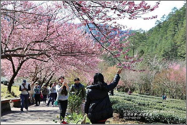 武陵農場巡櫻-2017-02-37.jpg