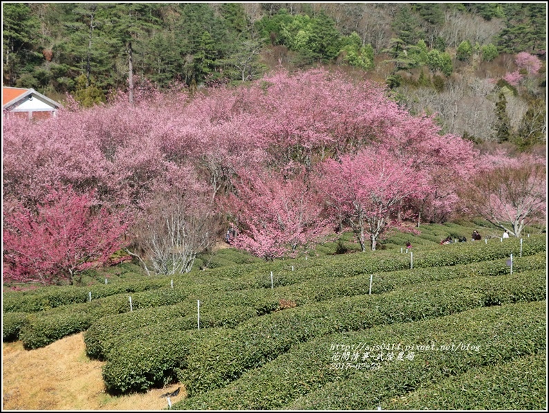 武陵農場巡櫻-2017-02-57.jpg