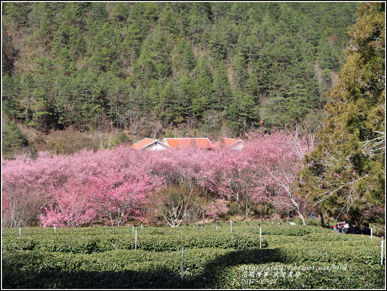 武陵農場巡櫻-2017-02-60.jpg