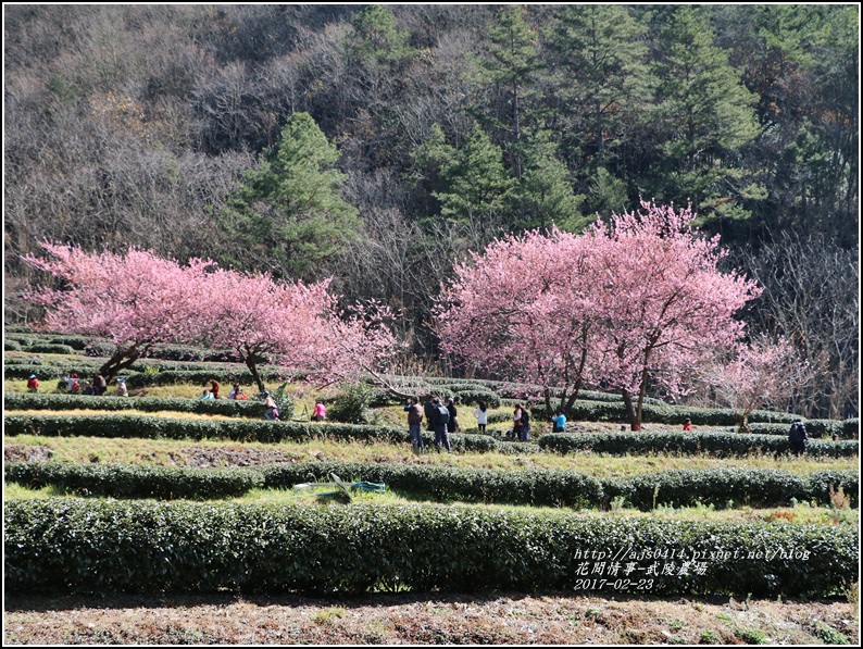 武陵農場巡櫻-2017-02-79.jpg